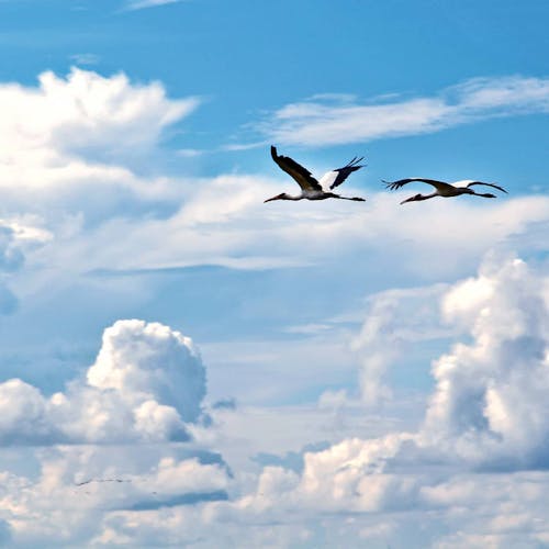 gök mavisi, güzel gökyüzü, kuş fotoğrafçılığı içeren Ücretsiz stok fotoğraf