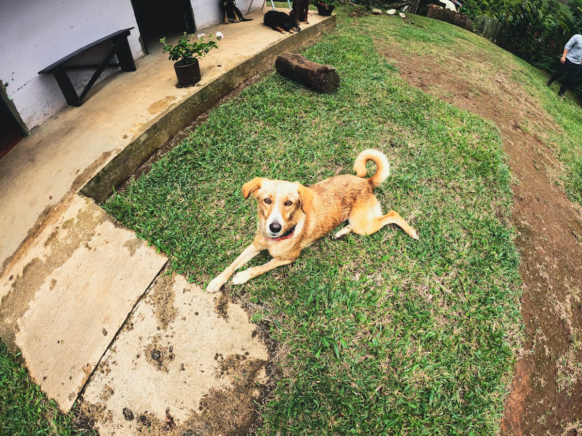 Smartphone recording a cooking video showing a healthy meal being prepared
