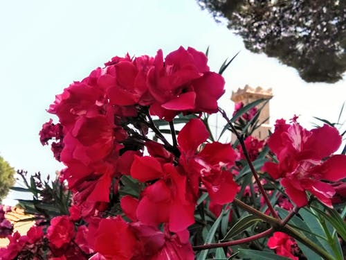 꽃의 무료 스톡 사진