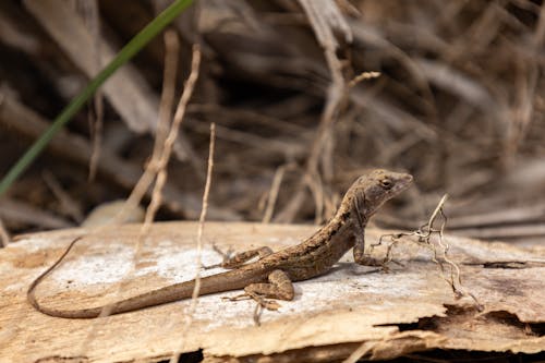 Brown Lizard in Close Up Photography