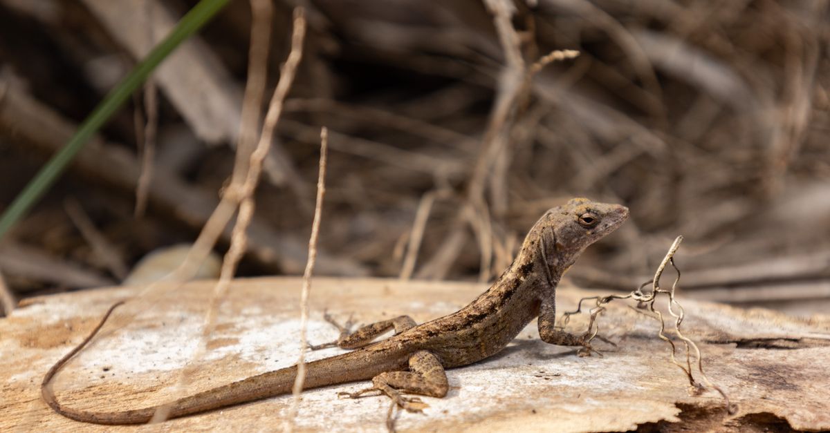 Close-up of a Brown Anole (Anolis sagrei) lizard basking on wood in Hobe Sound, Florida.