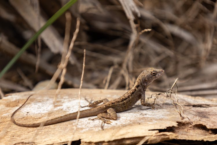 Brown Lizard In Close Up Photography