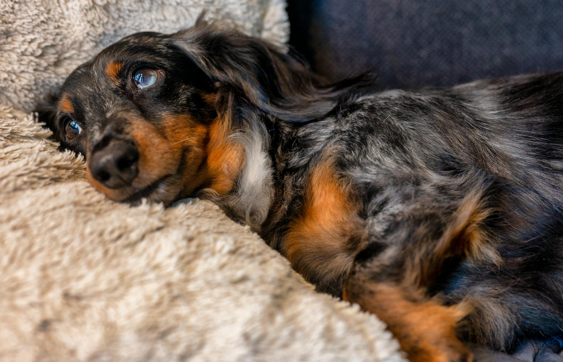 Un chien à poil long, noir et brun, couché sur un tapis