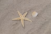 Brown Starfish and White Seashell on Gray Sand