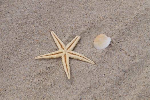 starfish photo