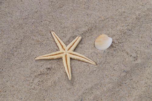Free A starfish and seashell resting on a sandy beach, perfect marine life composition. Stock Photo