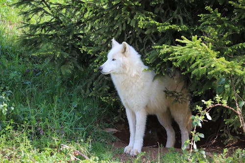 Miễn phí Ảnh lưu trữ miễn phí về chó sói, chụp ảnh động vật, lông thú Ảnh lưu trữ