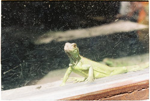 Free Reptile Crawling Beside a Window Stock Photo