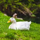 White Duck Resting on Grass