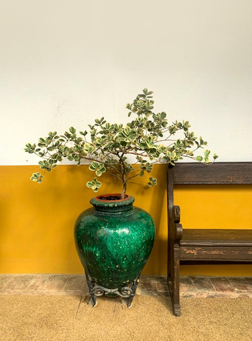 Free Green Plant in Green Ceramic Pot Beside Wooden Bench Stock Photo