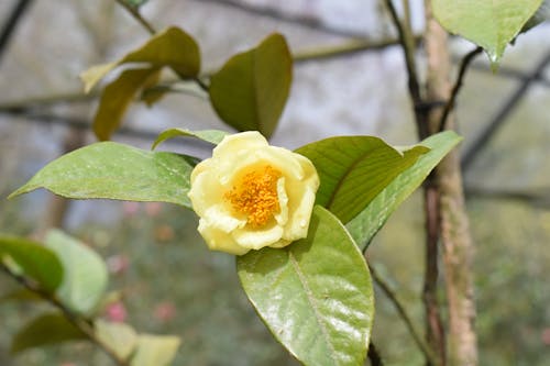 Free Photos gratuites de camélia, fleur jaune, jardin Stock Photo
