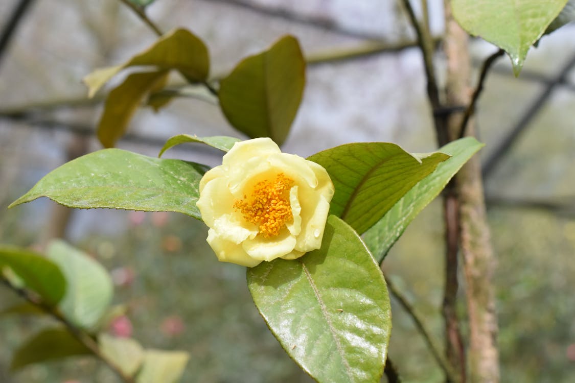 Gratuit Photos gratuites de camélia, fleur jaune, jardin Photos