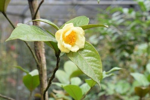 Gratuit Photos gratuites de camélia, fleur jaune, jardin Photos