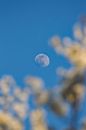 A Moon in Blue Sky