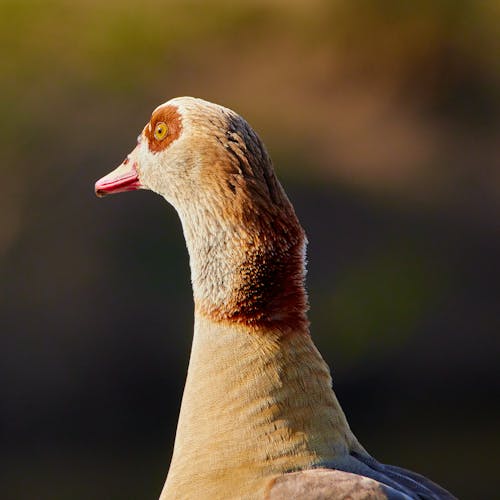White and Brown Duck in Close Up Photography