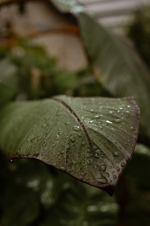 Water Droplets on Green Leaf