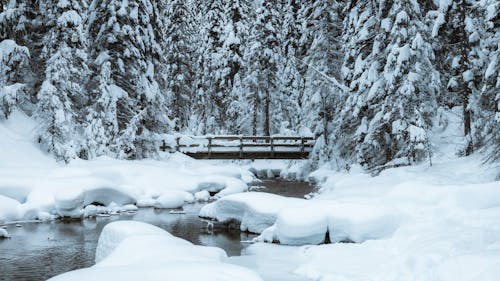 A Snow Covered Trees and Wooden Bridge Near the River