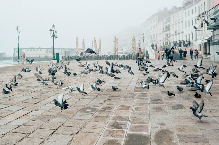 
Pigeons At A Park Flying Away