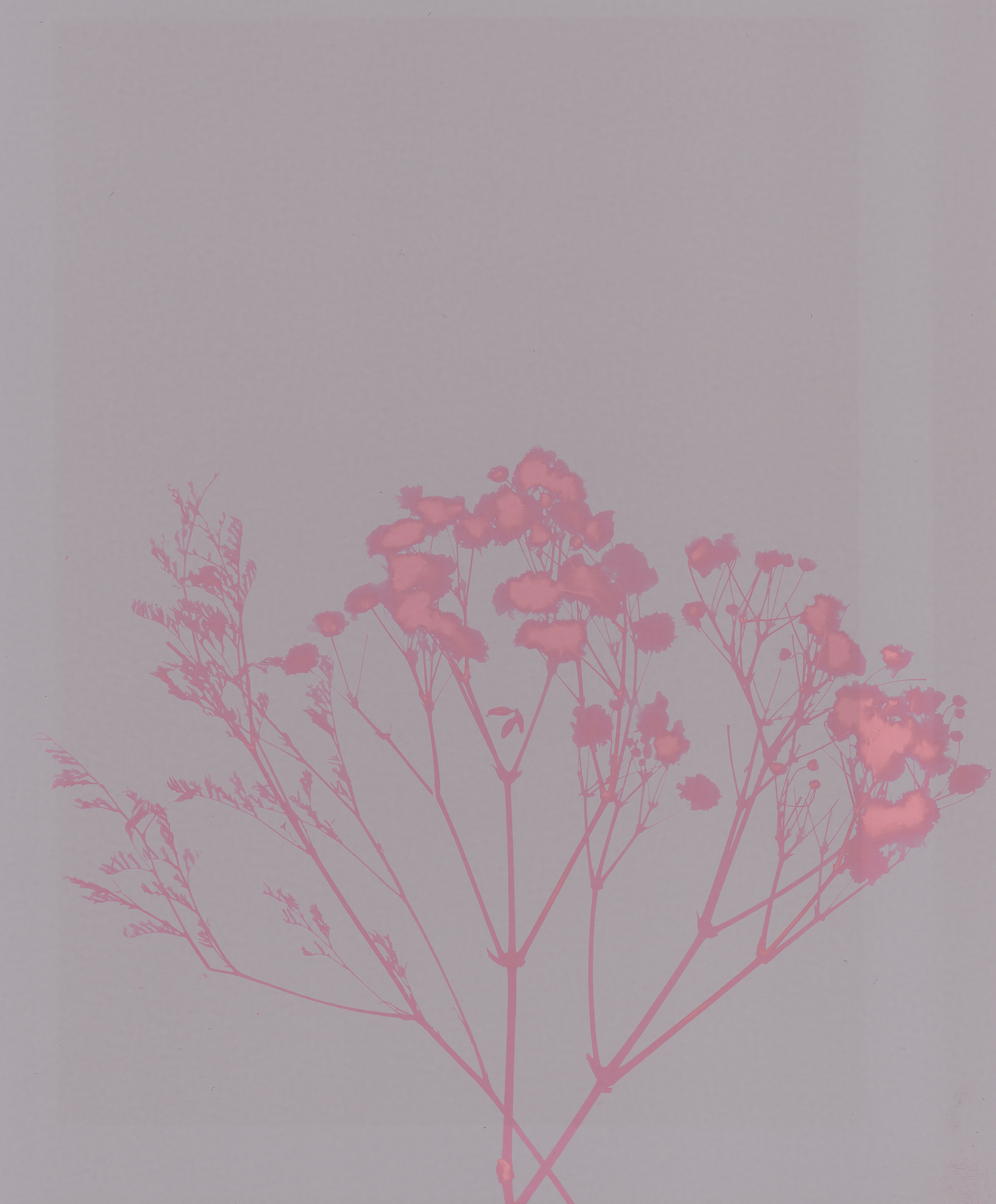 Abstract pink floral silhouettes on a soft pastel background, artistic composition.