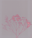 Red Leaves on White Paper