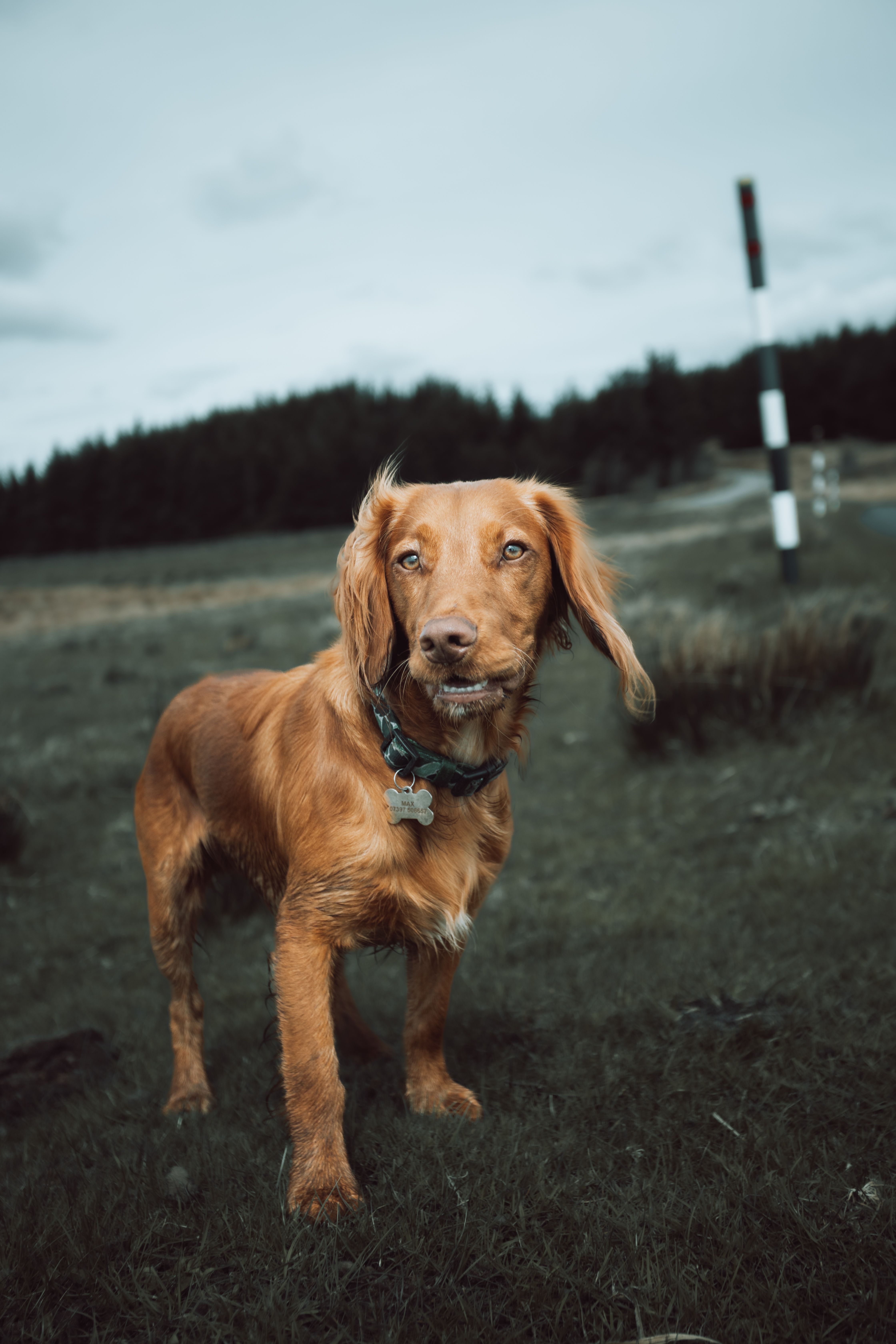 A Brown Dog on Green Grass Field · Free Stock Photo