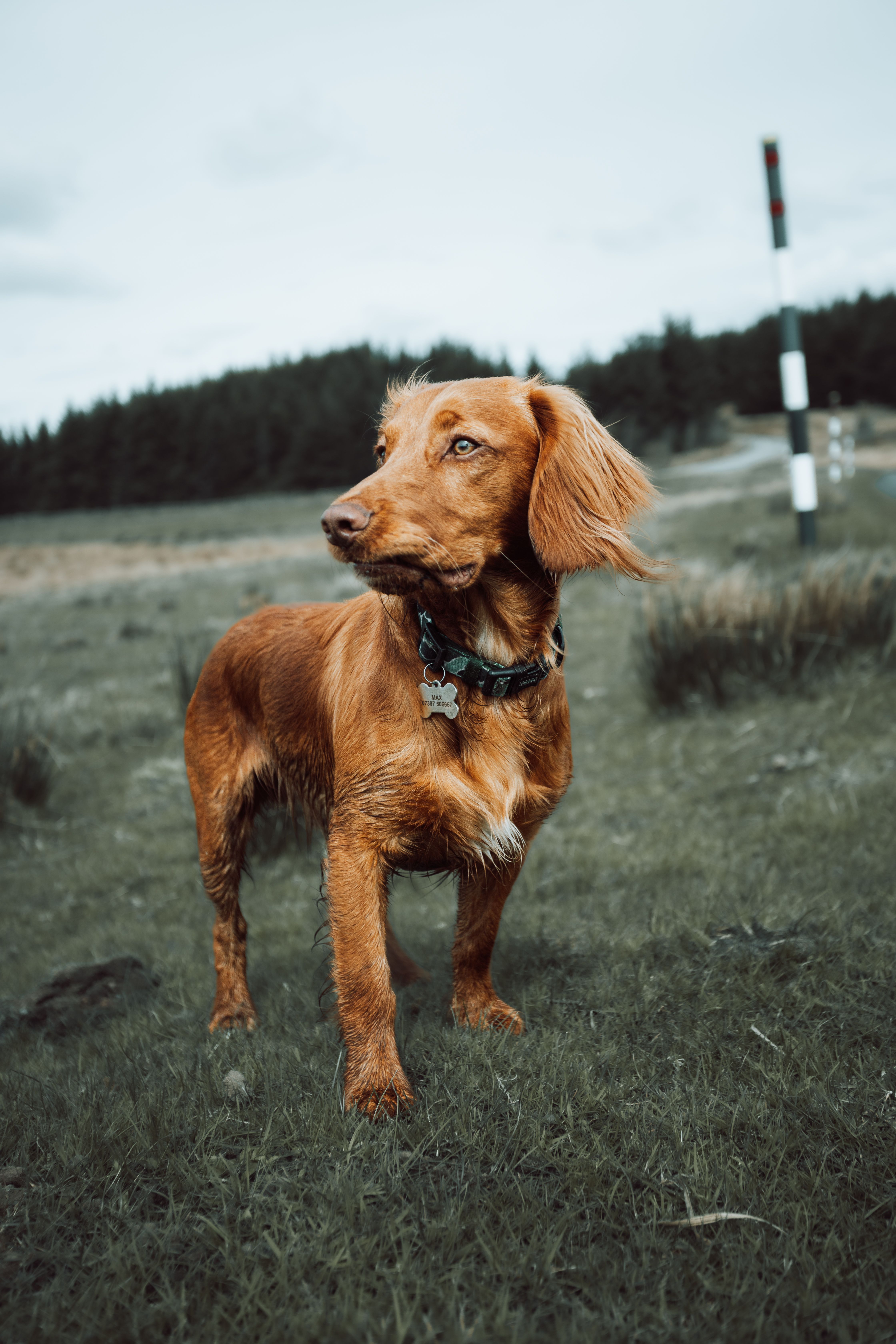 A Brown Dog on a Field · Free Stock Photo