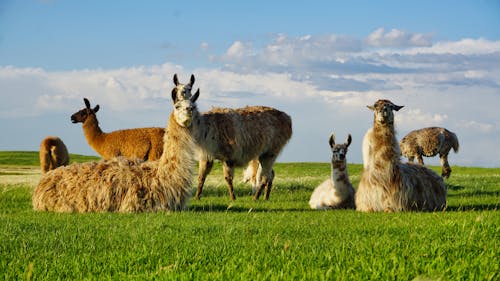Free Alpacas in Field in Countryside Stock Photo