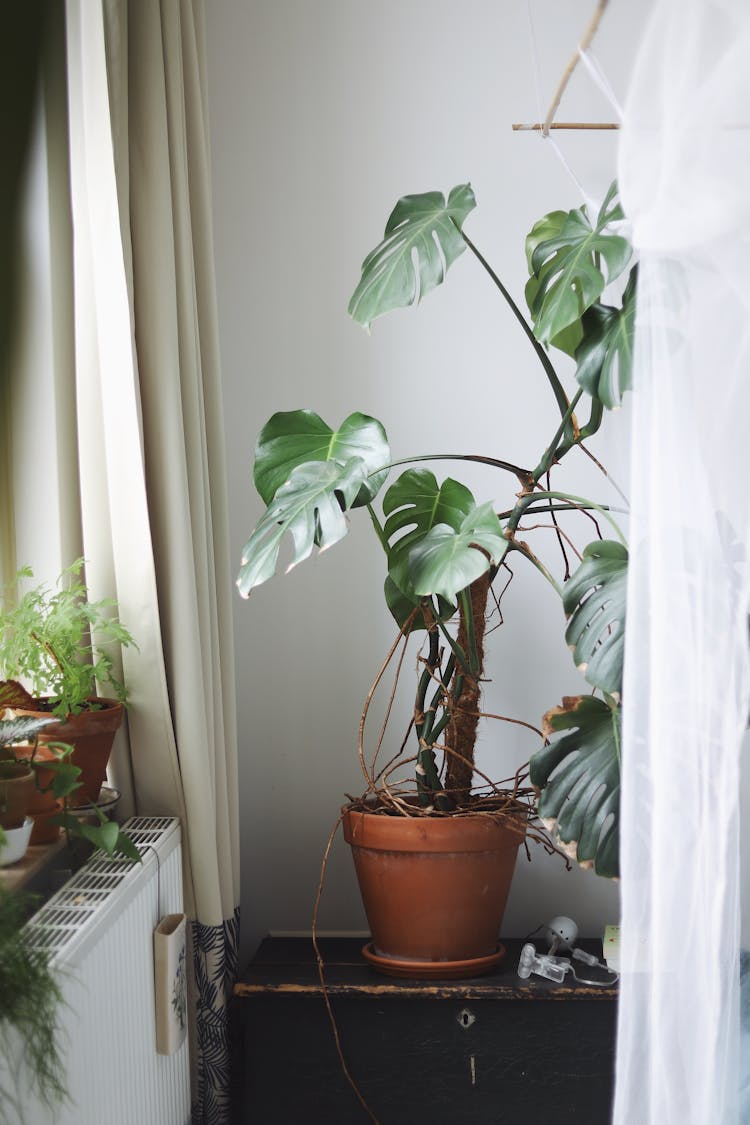 Plant At Home