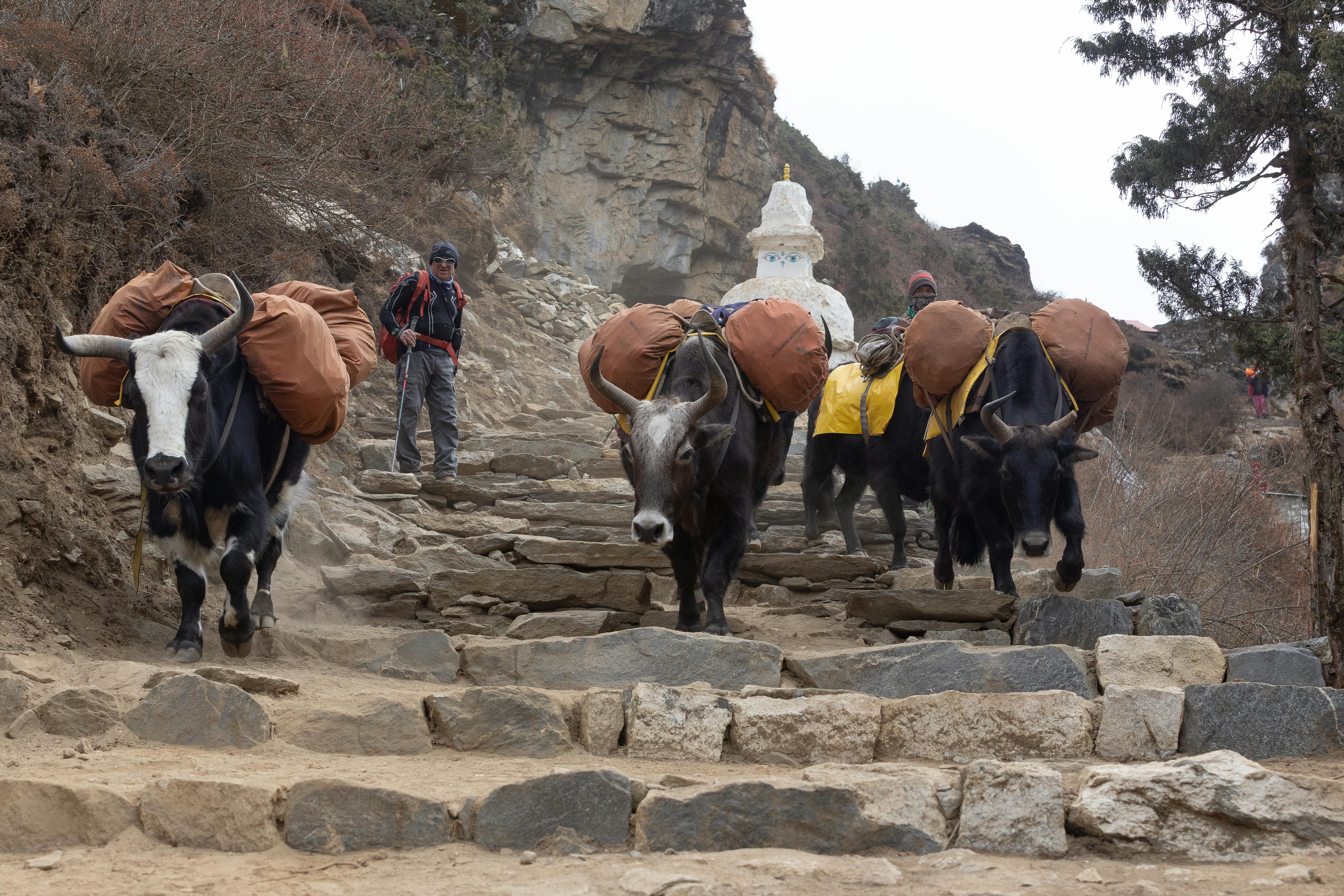 Yaks carrying goods on a mountain trail in rural Nepal with hikers nearby.