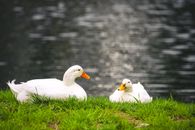White Ducks on Grass