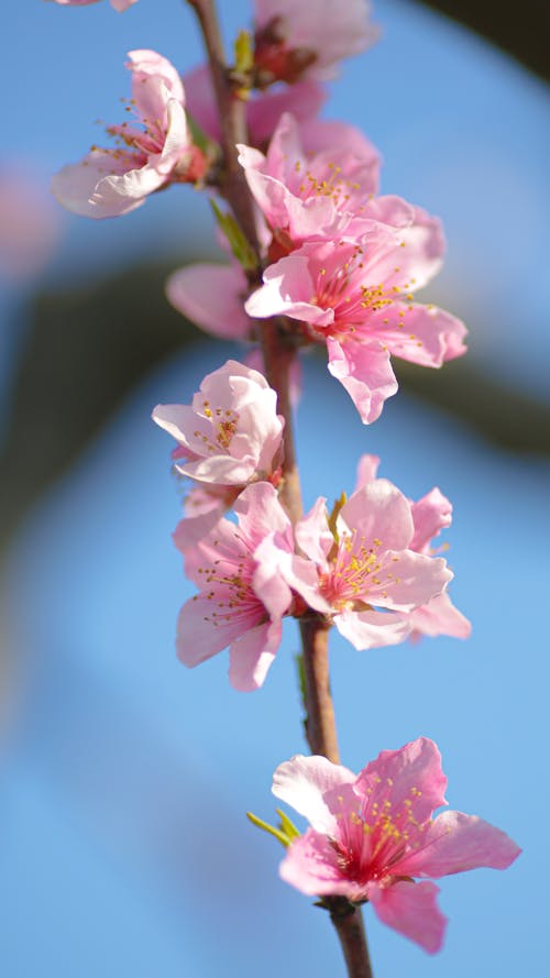 Foto d'estoc gratuïta de flor, flor de primavera, flors de primavera