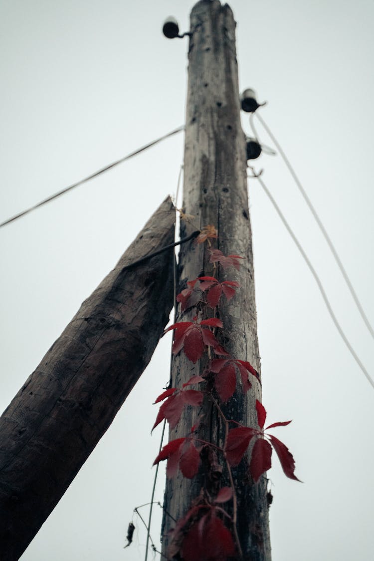 A Vine Crawling On A Wooden Post