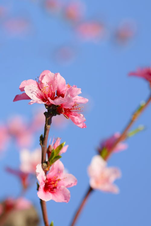 Foto d'estoc gratuïta de flor, flor de primavera, flors de primavera