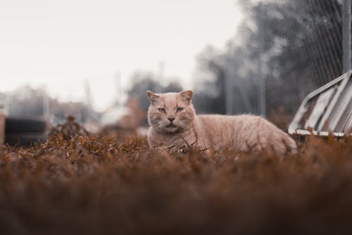 Brown Cat on Lying on Grass