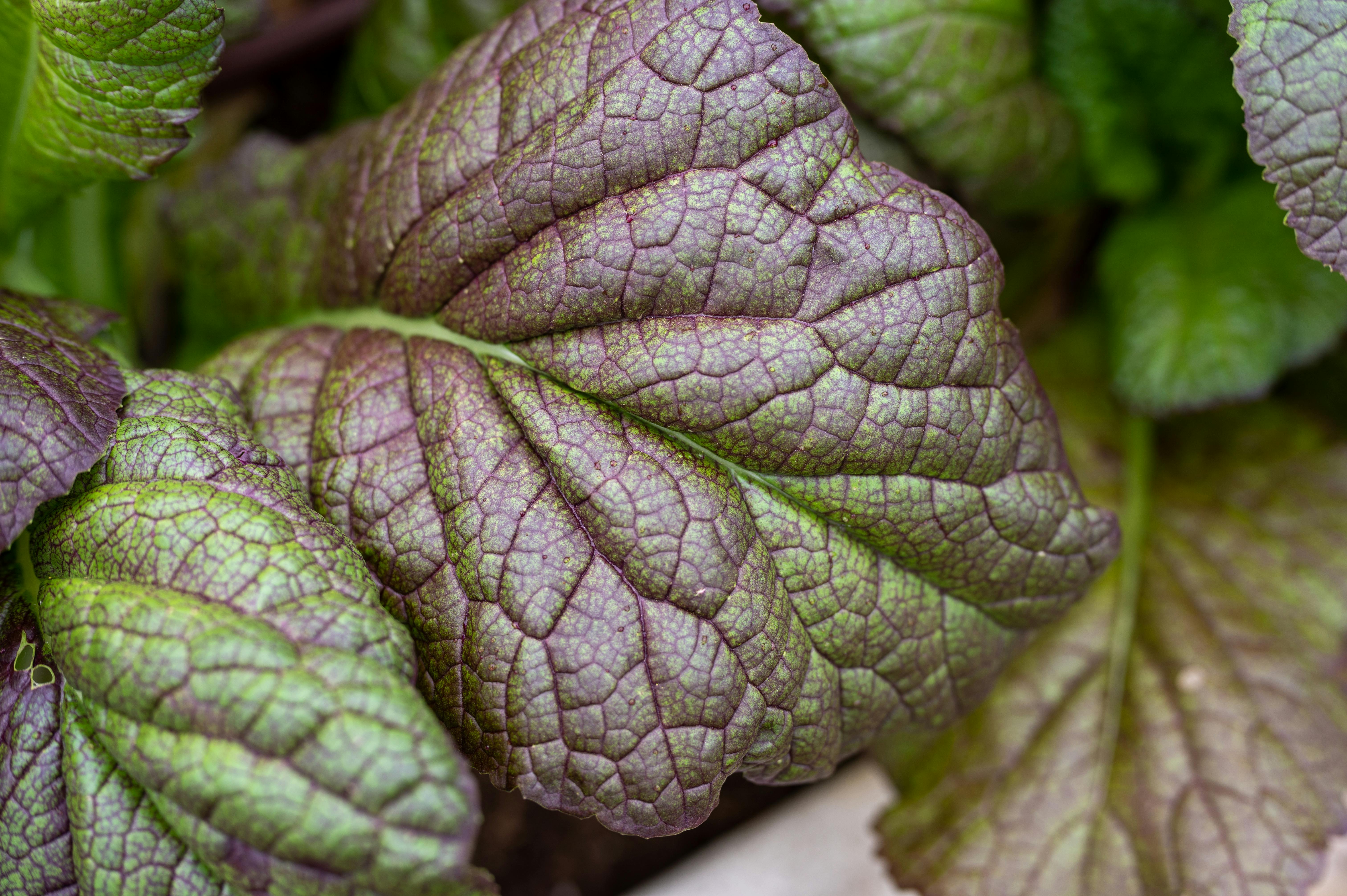 Mustard Greens Mustasa - Urban Goes Green Plant Guide