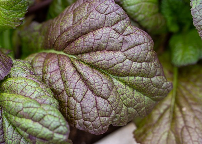 Mustard Greens Mustasa - Urban Goes Green Plant Guide
