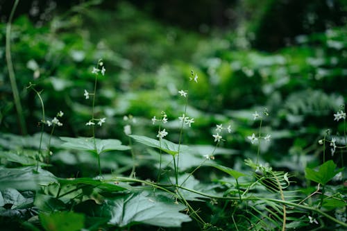 Foto stok gratis bunga kecil, Daun-daun, fokus selektif