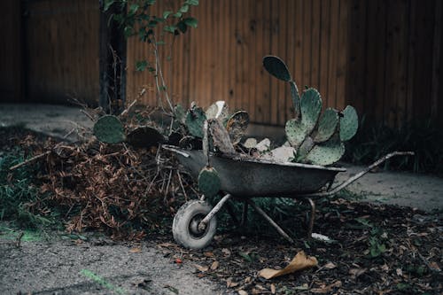 Prickly Pear Bush Loaded on Wheelbarrow in Backyard