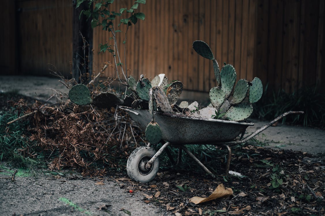 Prickly Pear Bush Loaded on Wheelbarrow in Backyard