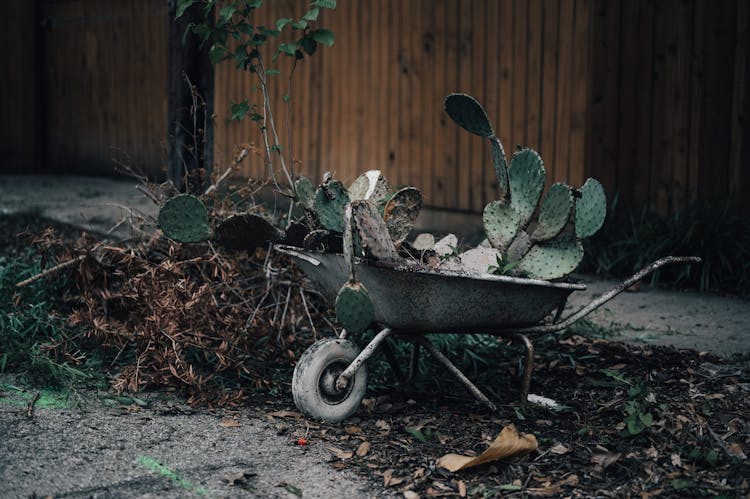 Prickly Pear Bush Loaded On Wheelbarrow In Backyard