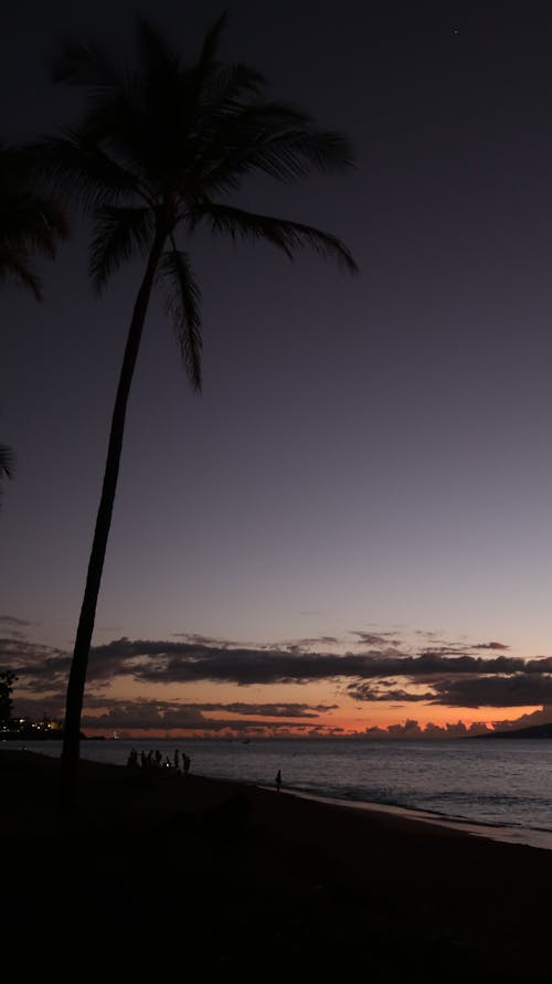 Kostenloses Stock Foto zu beach, palme, silhouette