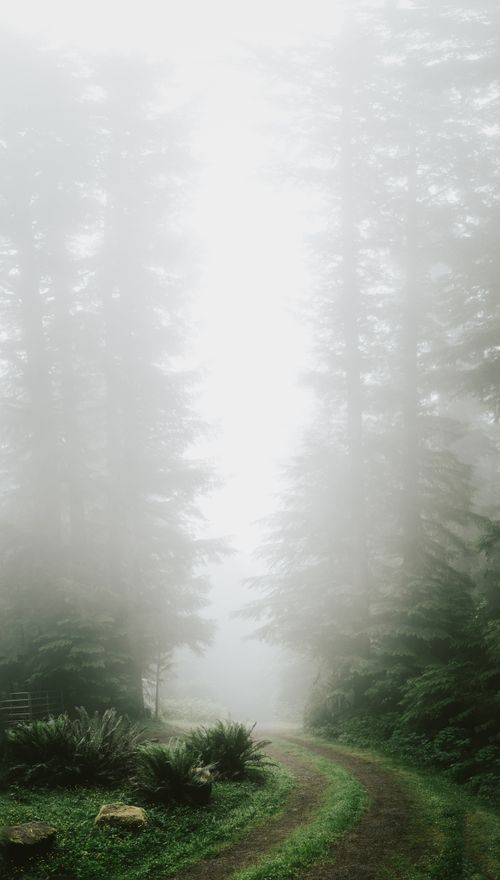 Free A tranquil misty forest scene with a winding dirt road, capturing the mystery of the woods. Stock Photo