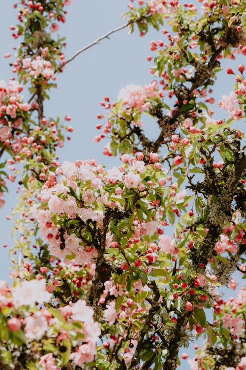 Apple Blossom Under Blue Sky 