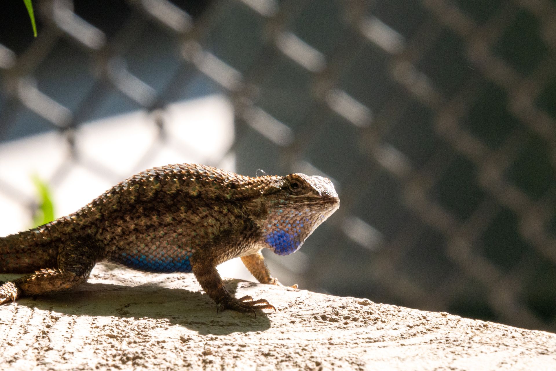 Lizard in Close Up Photography