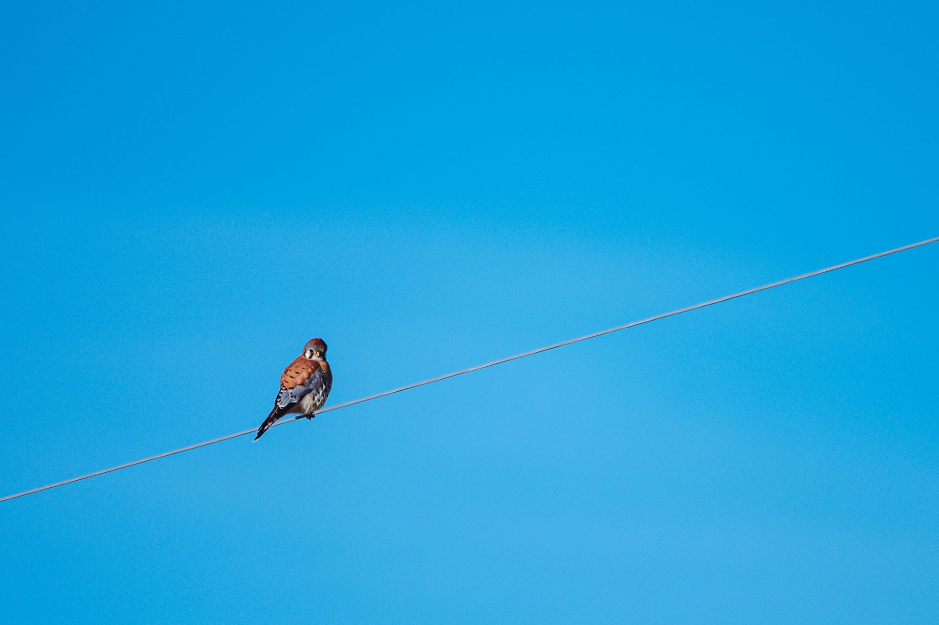 Single bird perched on a wire with a vibrant blue sky background.