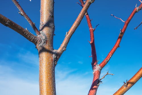 Kostenloses Stock Foto zu äste, blattlos, blauer himmel