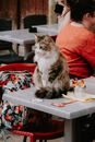 Brown and White Cat Sitting on the Table