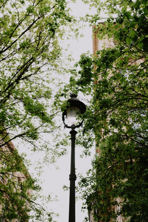 Black Street Light Near Green Trees