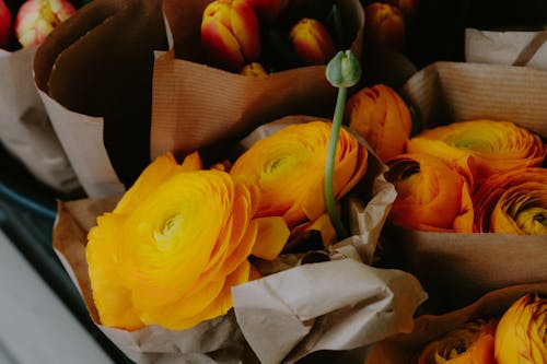 Gratis stockfoto met bloeiend, bloemen, goederen