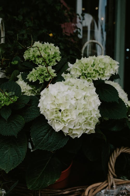 Immagine gratuita di bocciolo, fiore, fiori bianchi